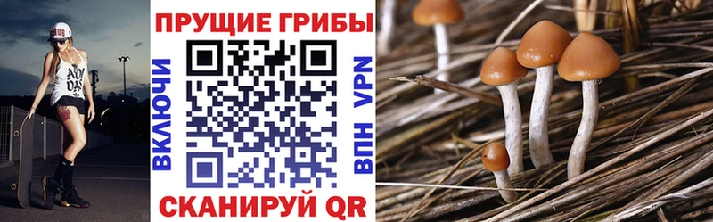 Псилоцибиновые грибы Psilocybe  где продают   Муравленко 